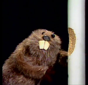 Beaver