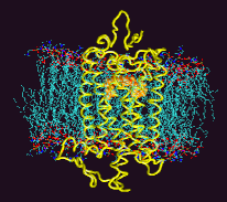 Rhodopsin in the membrane