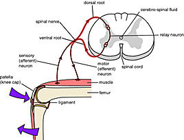 ReflexArc1