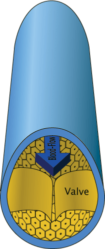 Veincrosssection