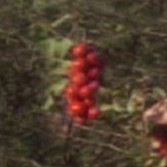 Harrid berries