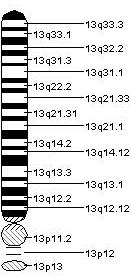 Chromosome 13