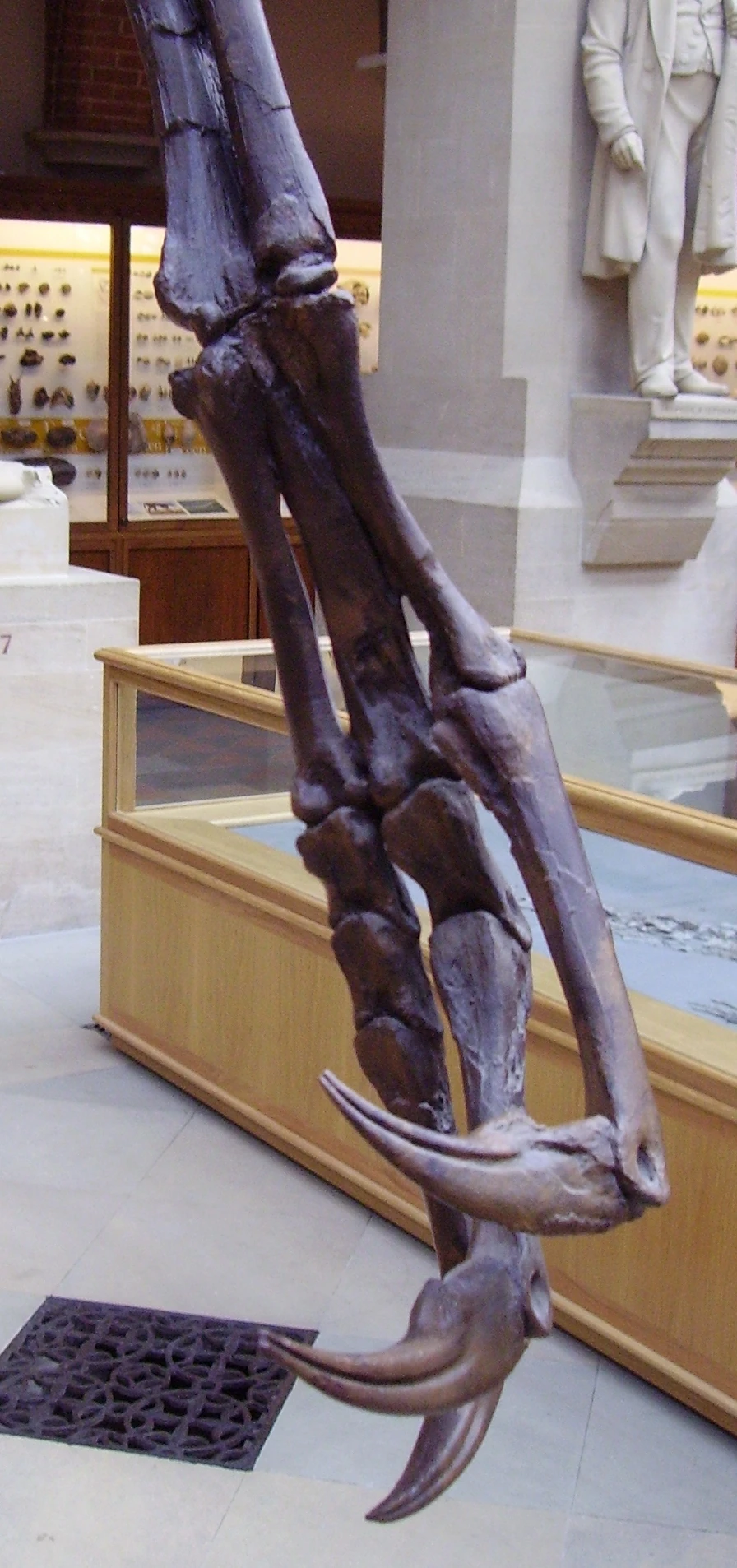 Ornithomimosauria Paleontology Wiki