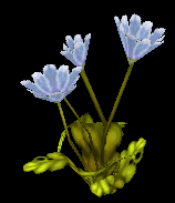 Peacebloom