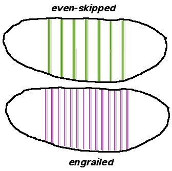 Pair rule