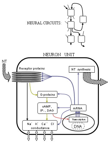 NeuroPimage1
