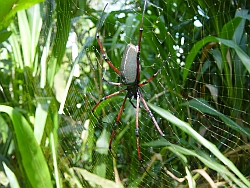 Spider01250