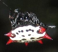 Gasteracantha.cancriformis