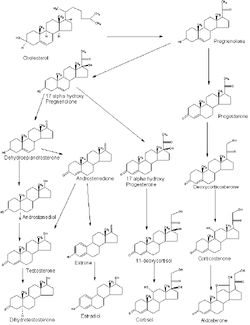 Steroidogenesis