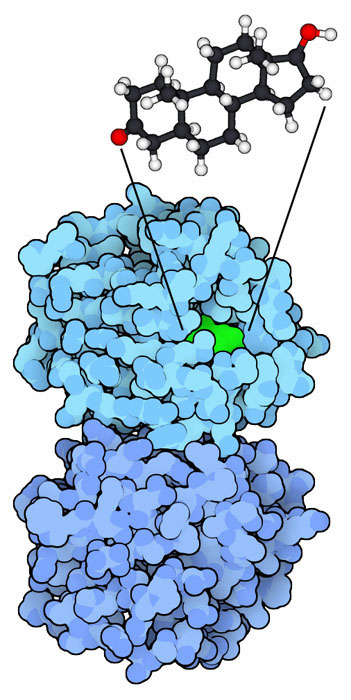 Crystal structure of human sex hormone-binding globulin, transporting