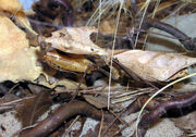 Bristol.zoo.dead.leaf.mantis.arp