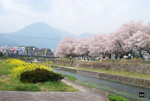 Hanami party, sakura and koi nobori