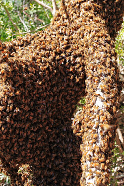 Bee swarm on fallen tree02
