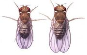 55542main maflies med