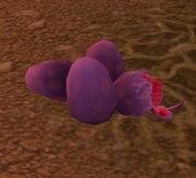 Taillasher Eggs