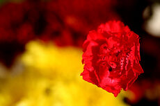 Red carnation-474