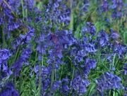 Bluebonnet