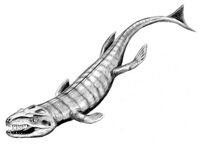Dakosaurus BW