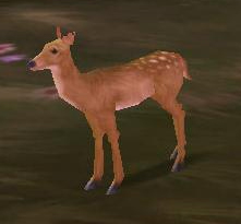 Little Fawn