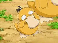 EP556 Psyduck bebé