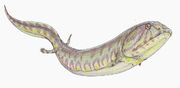 Crassygyrinus scoticusDB