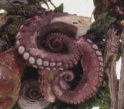 Klingon octopus, Genesis
