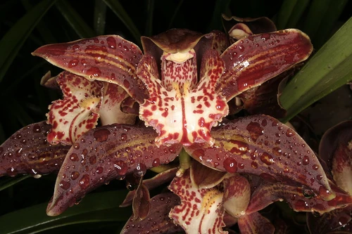 Cymbidium iridioides Orchids Wiki