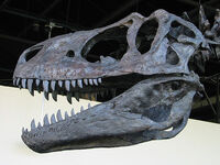 Albertosaurus Skull