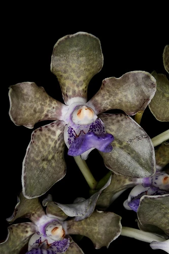 Vanda tessellata Orchids Wiki
