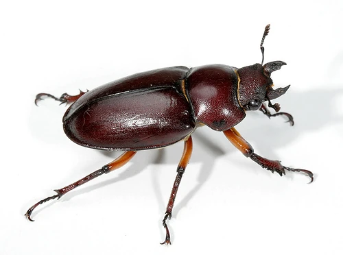 Lucanus capreolus Insect Wiki
