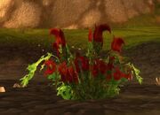 BloodThistle