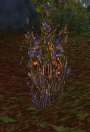 Hazewood Bush