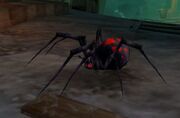 Night Web Spider