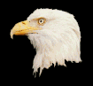 Kartal