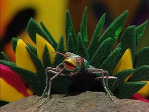Nippythetigerbeetle