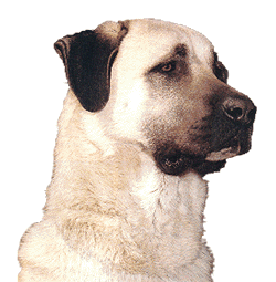 Anatolian-shep-250x255-128-tig