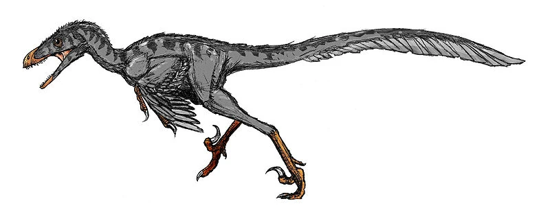 800px-Bambiraptor