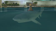 Shark-GTAVC