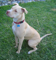 Pit-bull