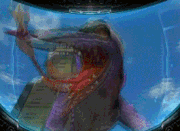 Adolescent Ridley attack