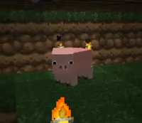 Pigu