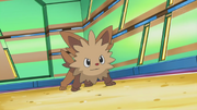Lenora Lillipup