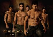 New-moon-wolf-pack-wallpaper-jacob-black-1024x730