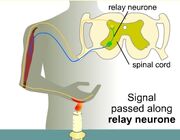 Reflex-actions1b