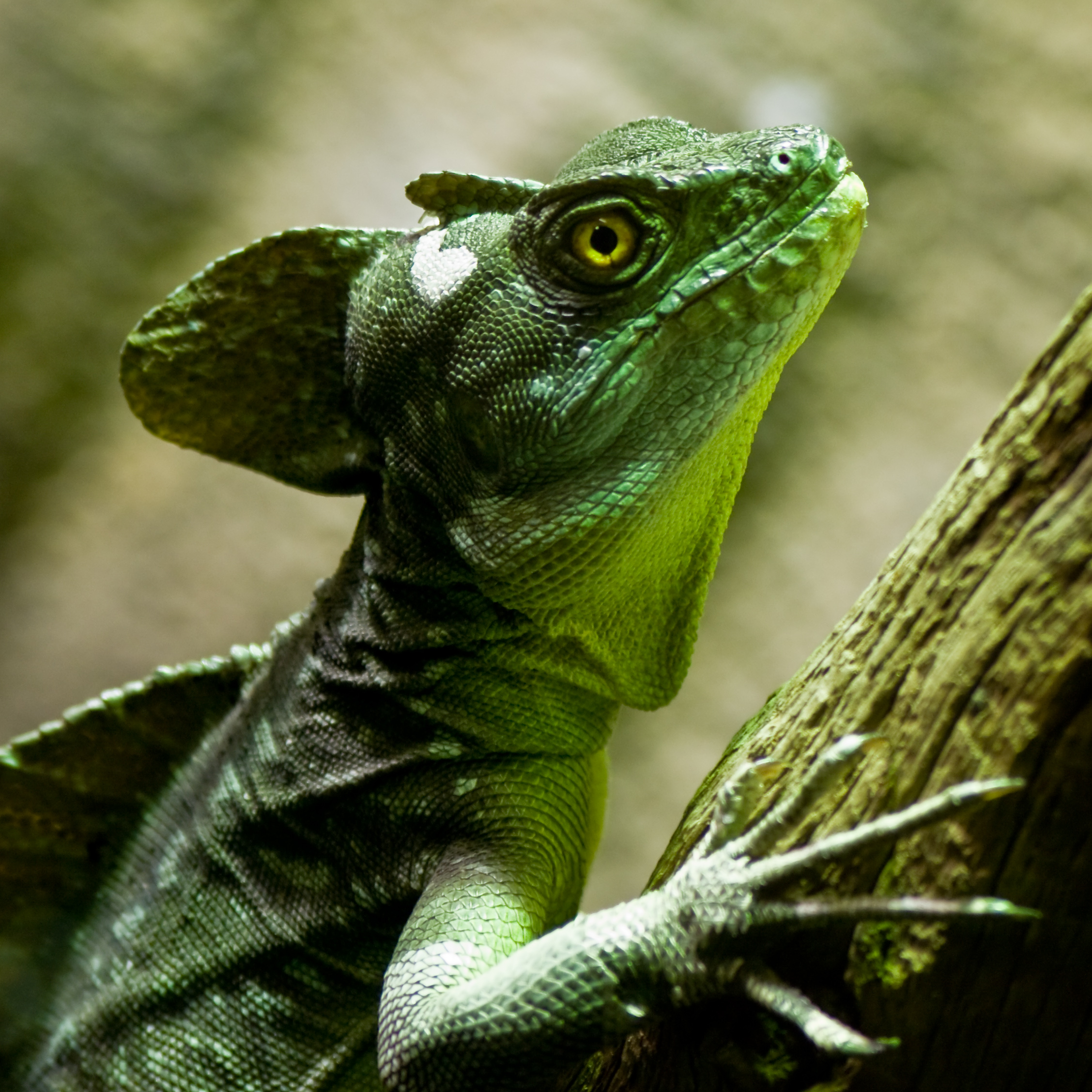 Plumed Basilisk Reptipedia The Reptile Amphibian Wiki