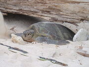 Green turtle