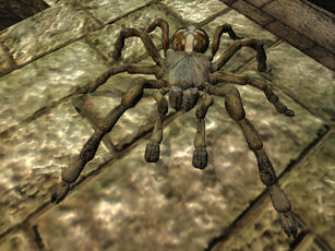 Cross spider