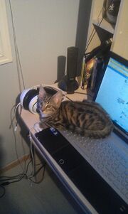 Tom the Fish's Cat