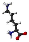 FileL-lysine-monocation-from-hydrochloride-dihydrate-xtal-3D-balls