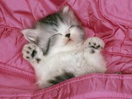Hubby's Kitten